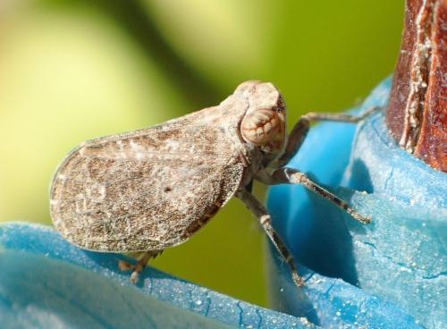 Latilica maculipes